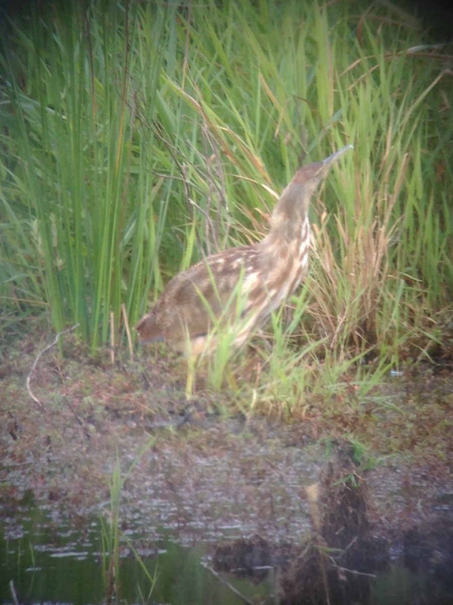 American Bittern - ML32138041