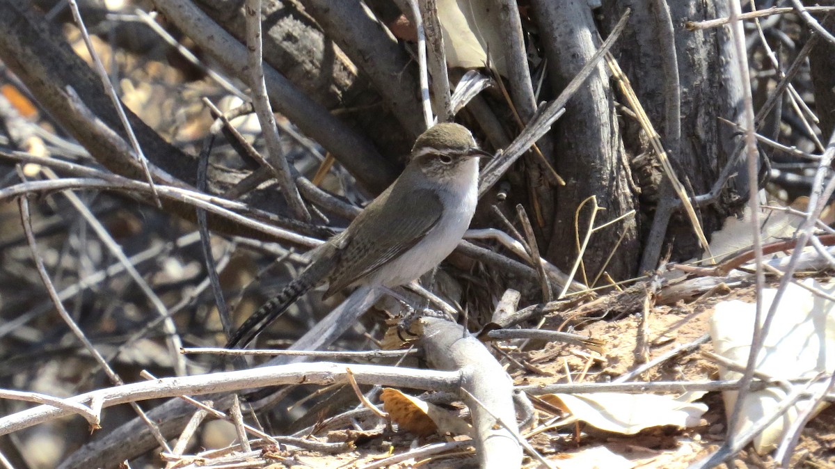 Troglodyte de Bewick - ML321381121