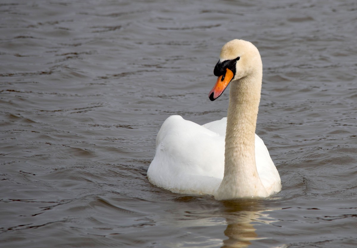 Cygne tuberculé - ML321381241