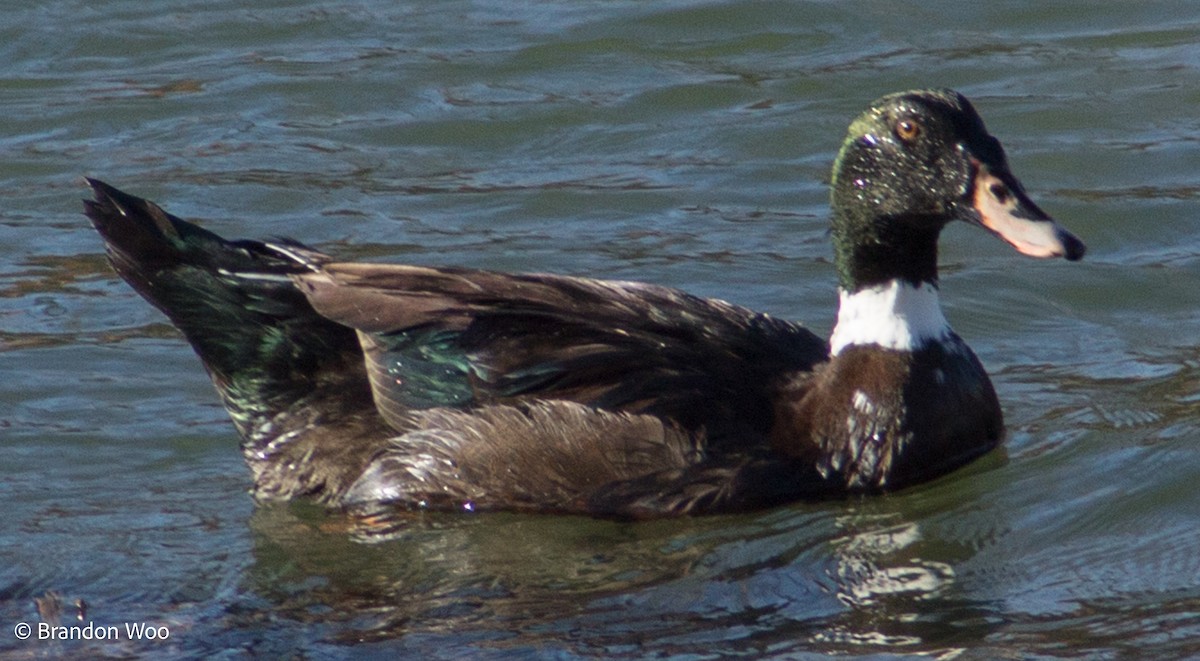 Muscovy Duck x Mallard (hybrid) - ML321384061