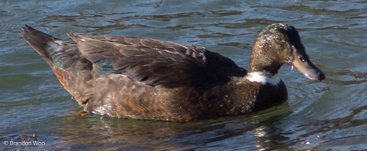 Muscovy Duck x Mallard (hybrid) - ML321384071