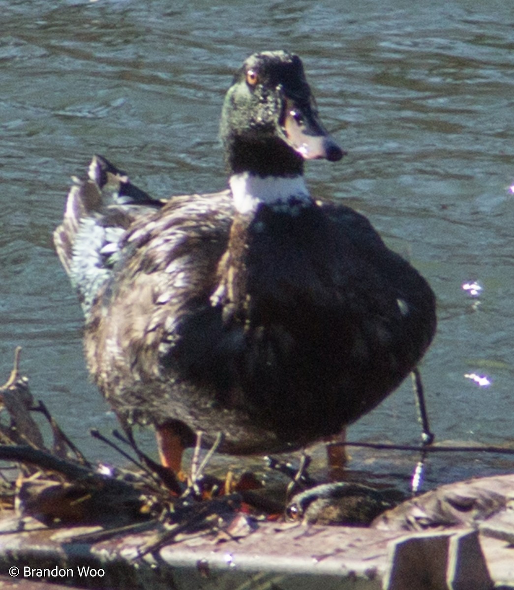 Muscovy Duck x Mallard (hybrid) - ML321384081