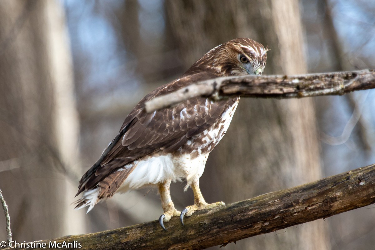 Red-tailed Hawk - ML321386051