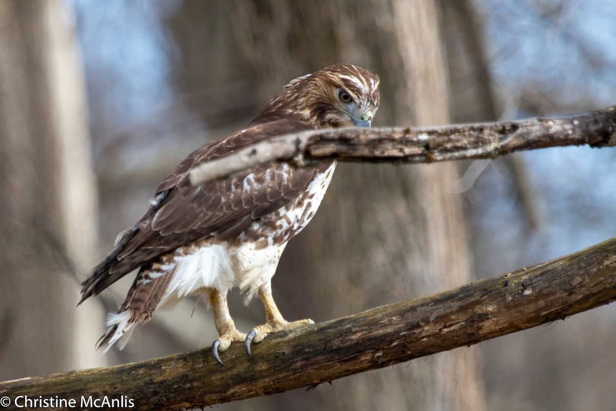 Red-tailed Hawk - ML321386081
