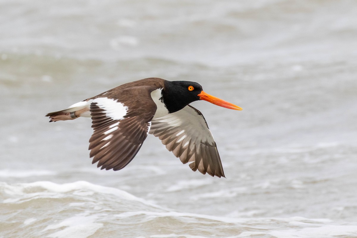 American Oystercatcher - ML321388041