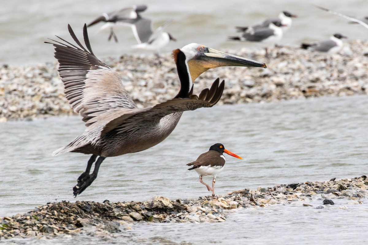 American Oystercatcher - ML321388111