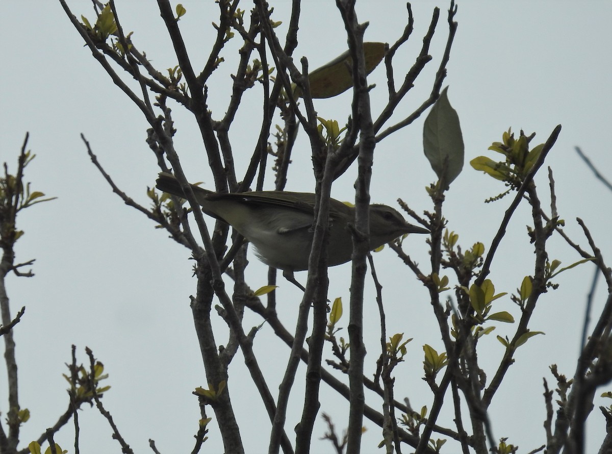 Black-whiskered Vireo - Daniel Horton