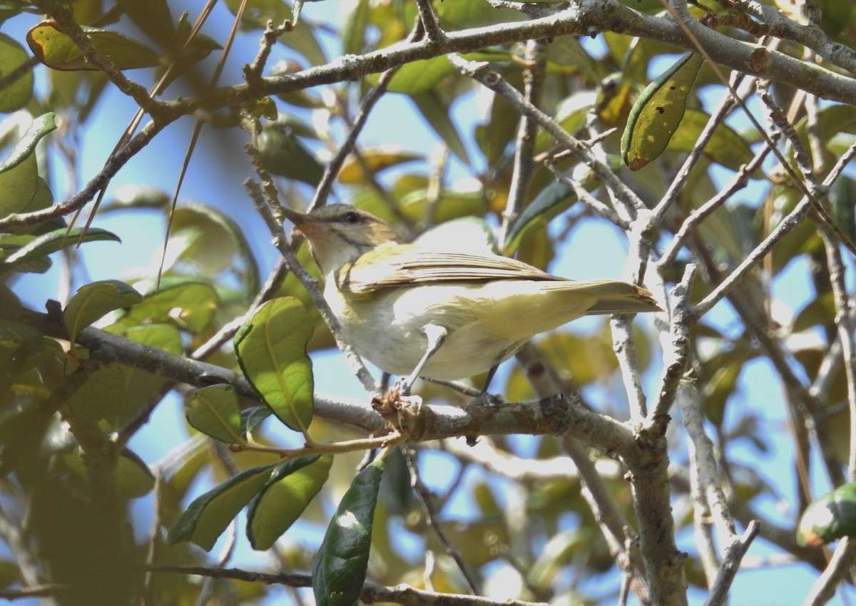 Black-whiskered Vireo - Daniel Horton