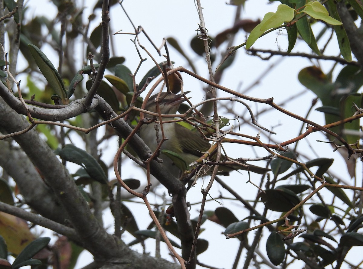 Black-whiskered Vireo - Daniel Horton