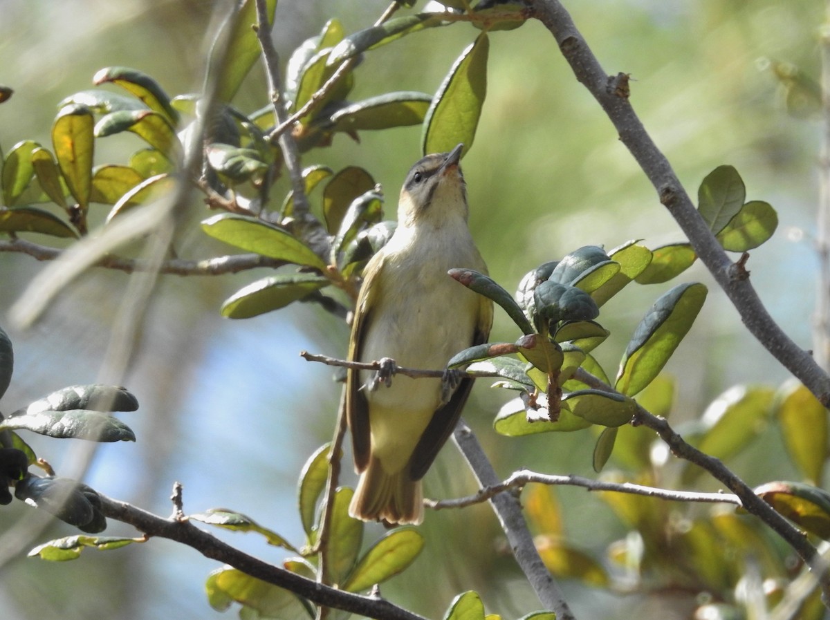 Vireo Bigotudo - ML321389141