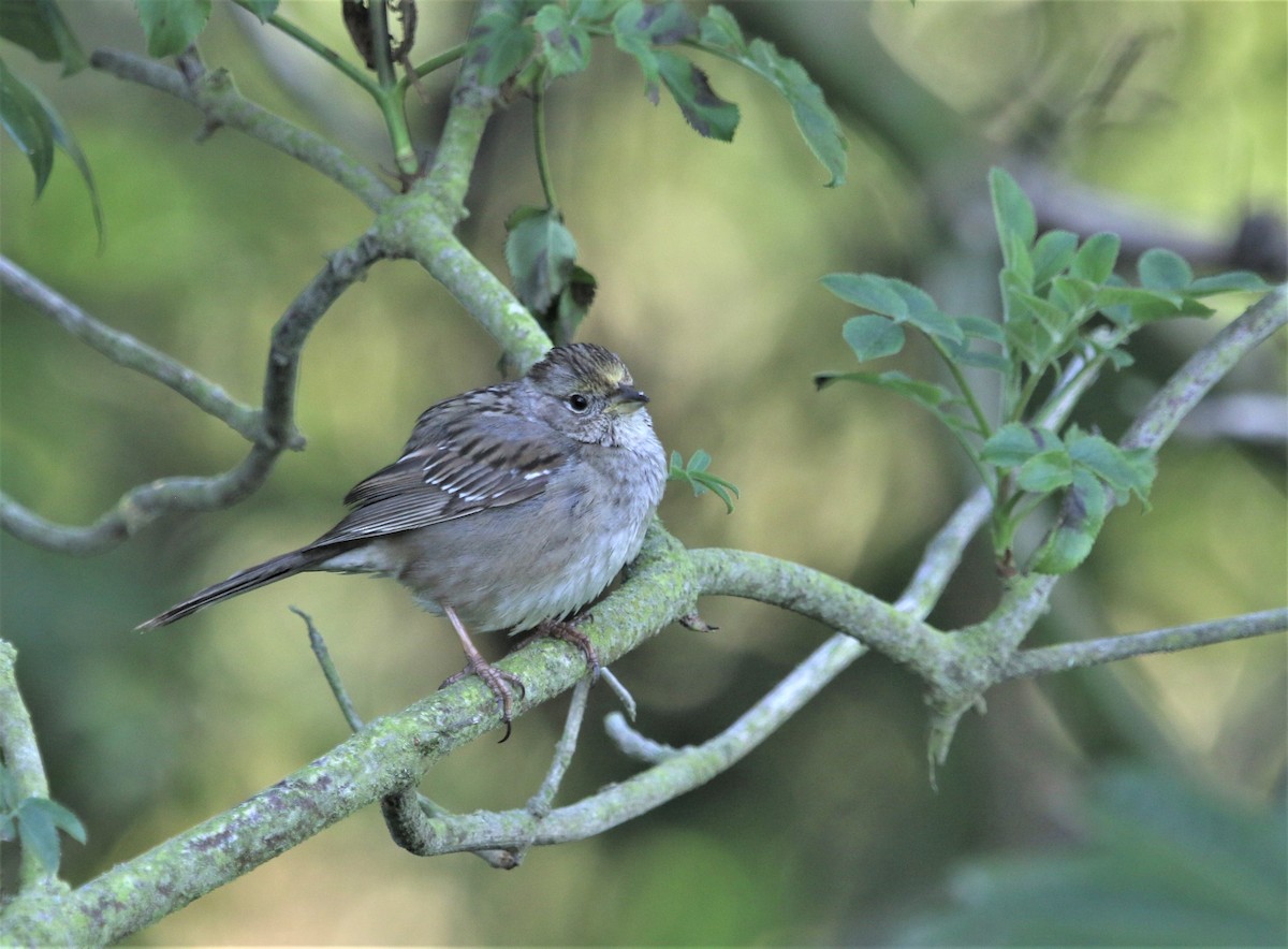 Golden-crowned Sparrow - ML321389501