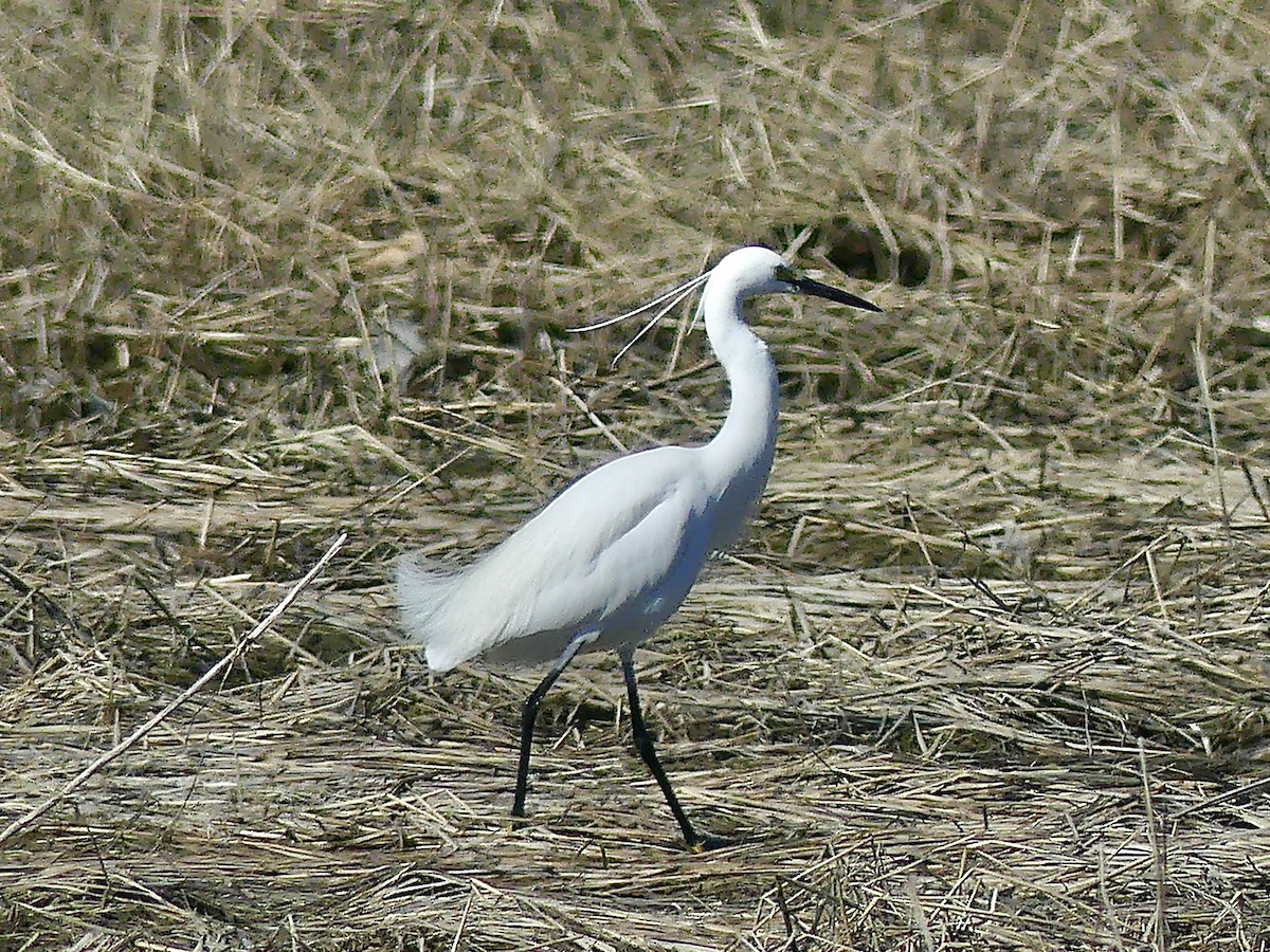 Snowy x Little Egret (hybrid) - Charles Duncan