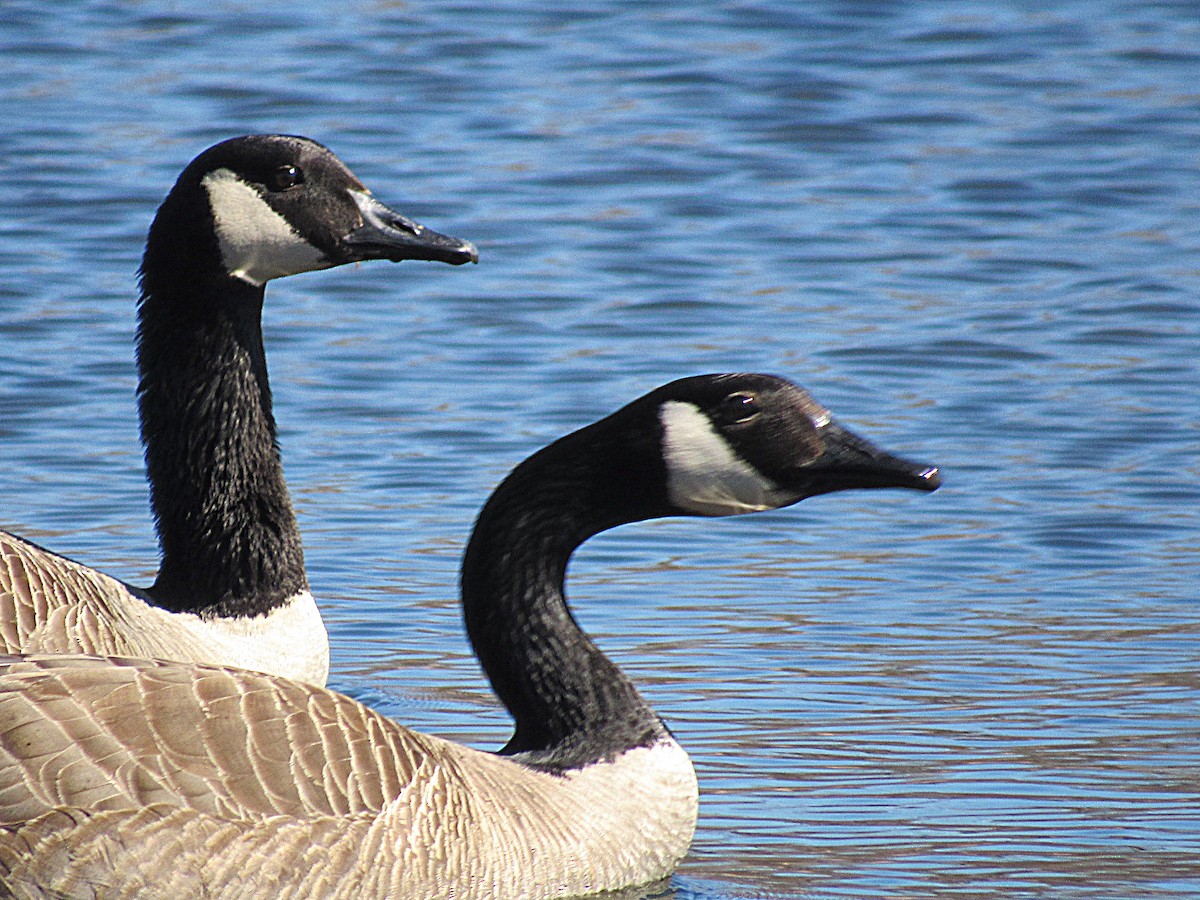 Canada Goose - ML321394711