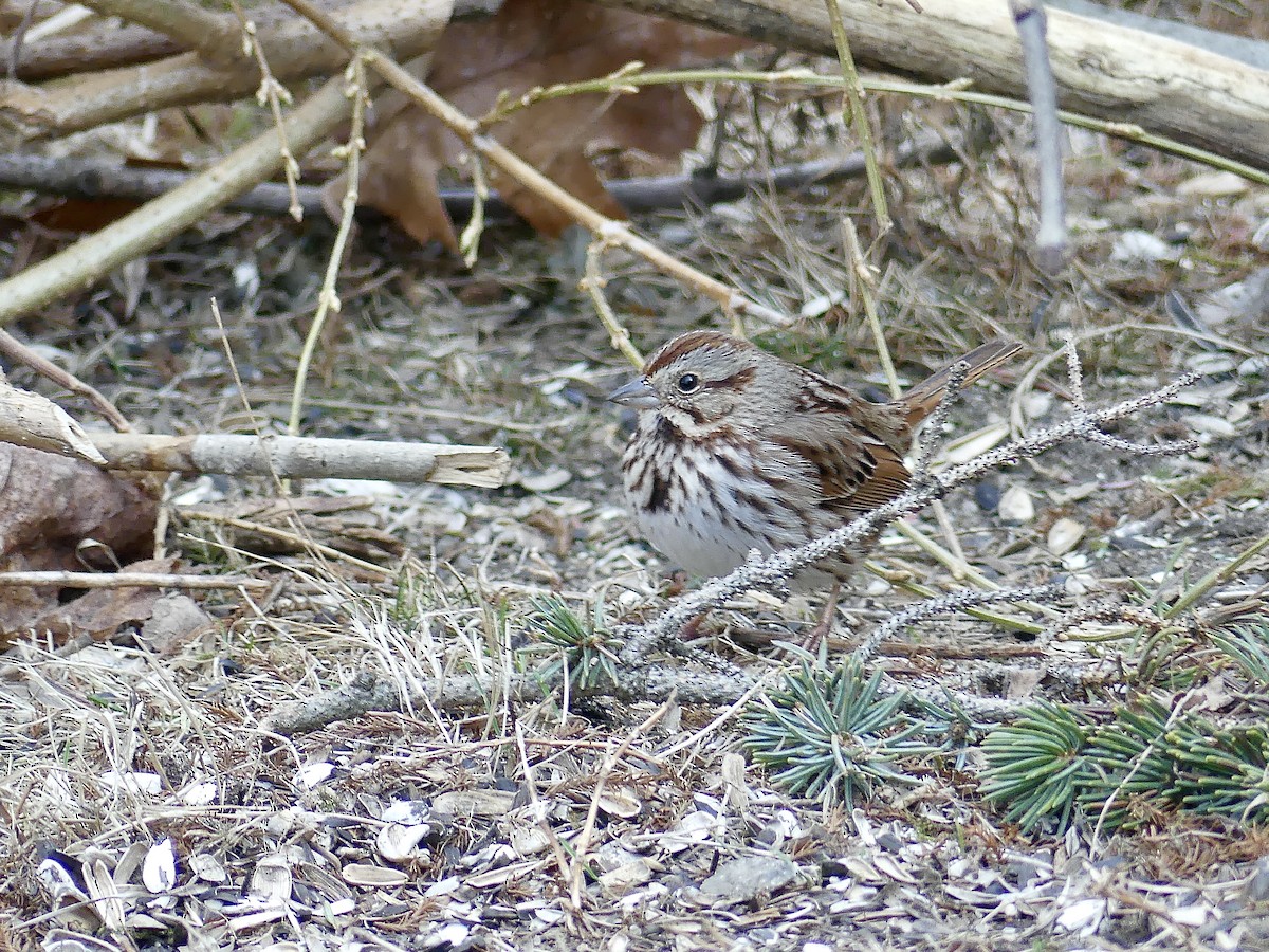 Song Sparrow - Charles Duncan