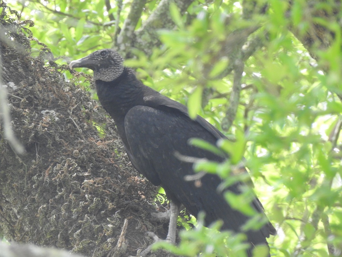 Black Vulture - ML321400141