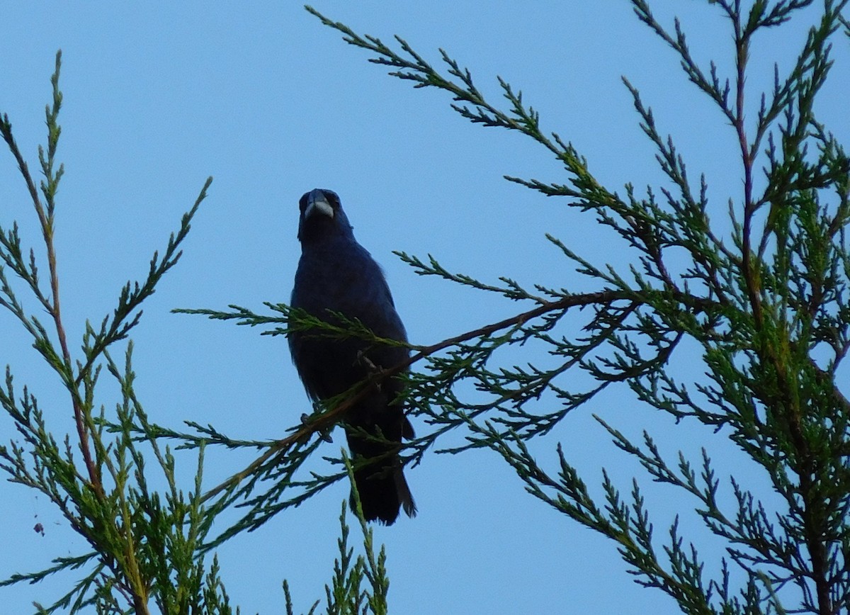 Blue Grosbeak - ML32140021