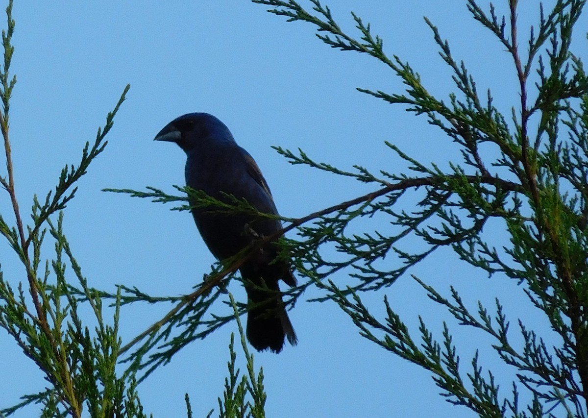 Blue Grosbeak - ML32140031