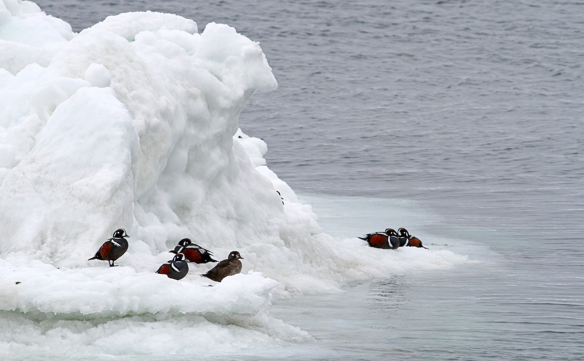 Harlequin Duck - Andrew Spencer