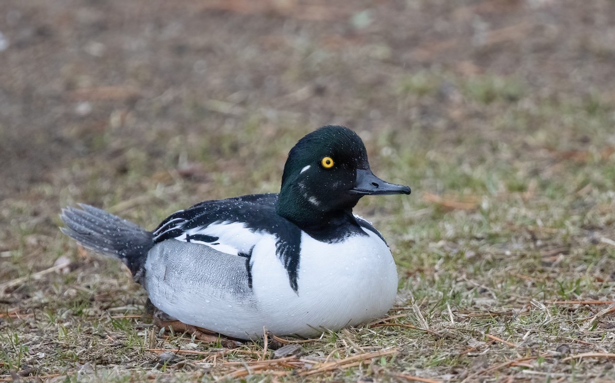 Common Goldeneye x Hooded Merganser (hybrid) - Timo Mitzen