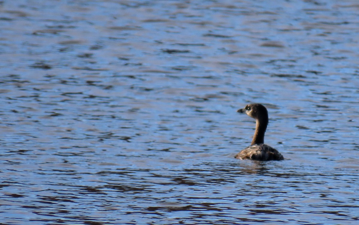 Pied-billed Grebe - ML321401421