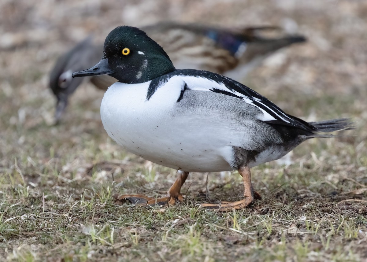 Common Goldeneye x Hooded Merganser (hybrid) - Timo Mitzen