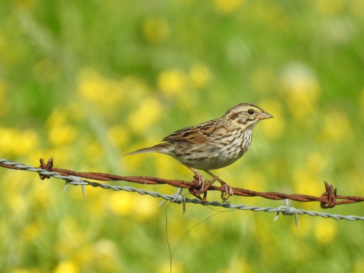 Savannah Sparrow - ML321401781