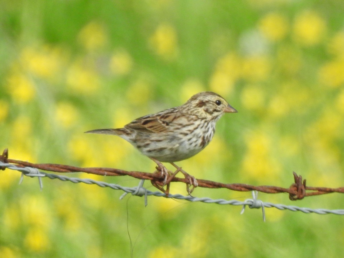 Savannah Sparrow - ML321401791