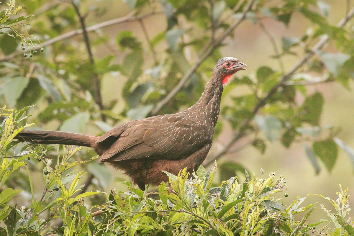 Red-faced Guan - ML321402021