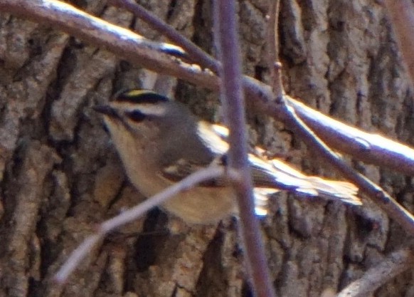 Golden-crowned Kinglet - ML321402881