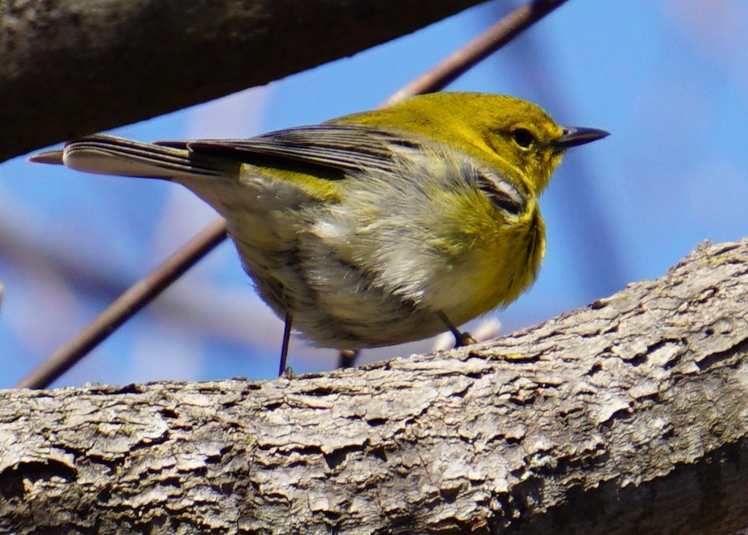 Pine Warbler - Zachary Koeber