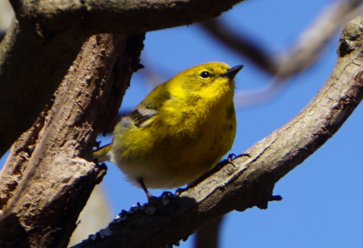 Pine Warbler - Zachary Koeber