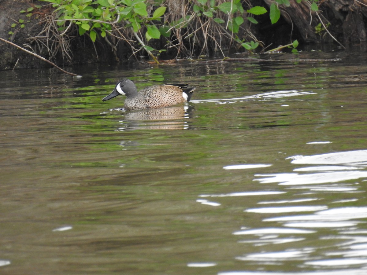 Blue-winged Teal - ML321404011