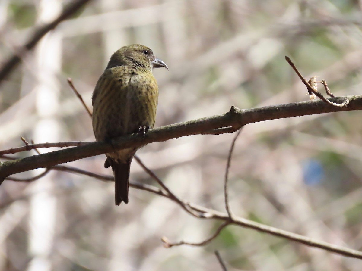 White-winged Crossbill - ML321404311