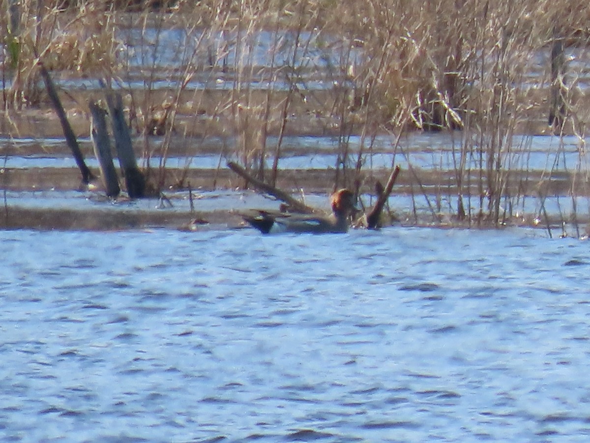 Eurasian Wigeon - ML321405191