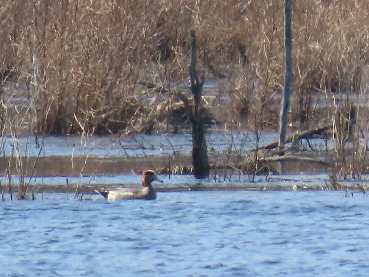 Eurasian Wigeon - ML321405211