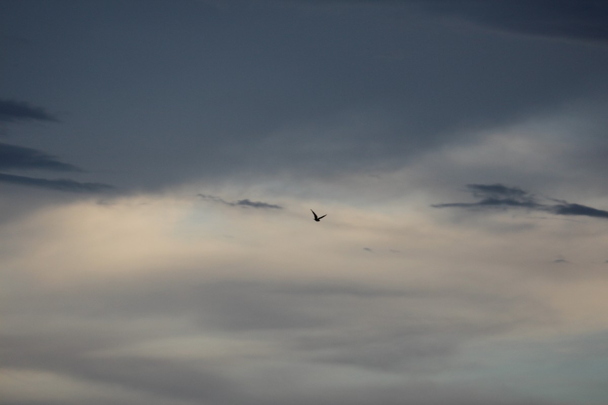 Lesser Nighthawk - Ashley Merritt