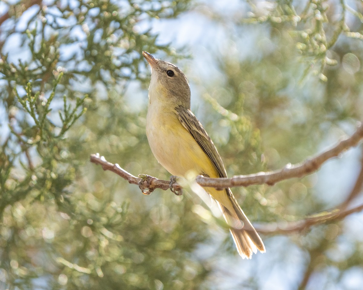 Bell's Vireo - George Arnold