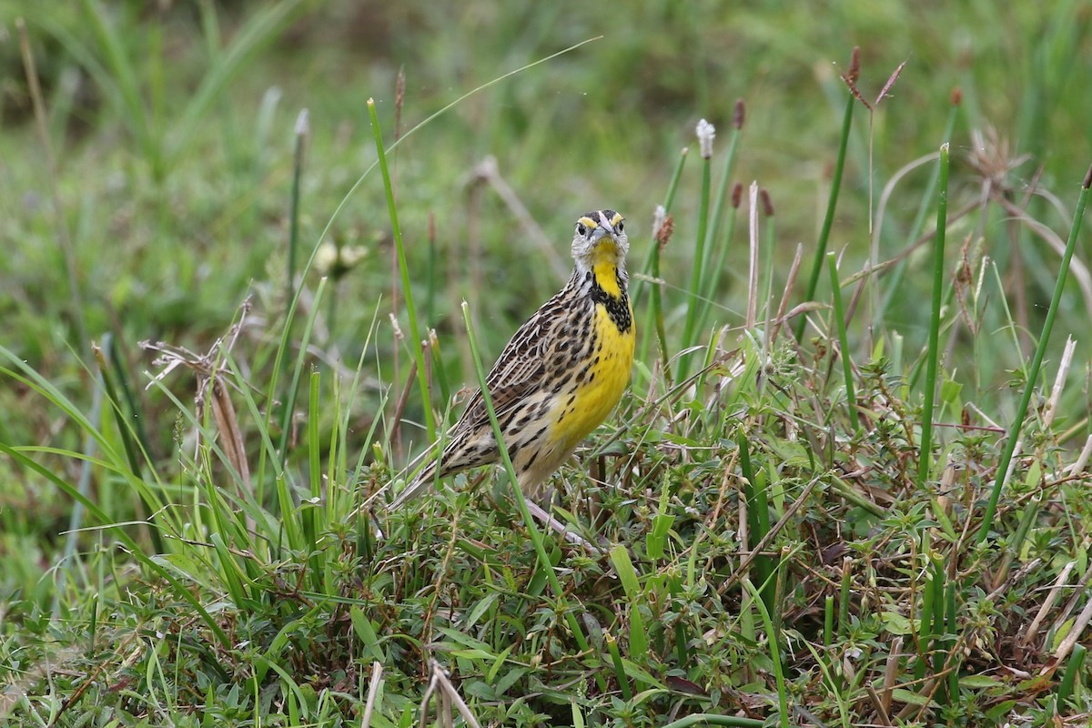 Eastern Meadowlark - ML321408211