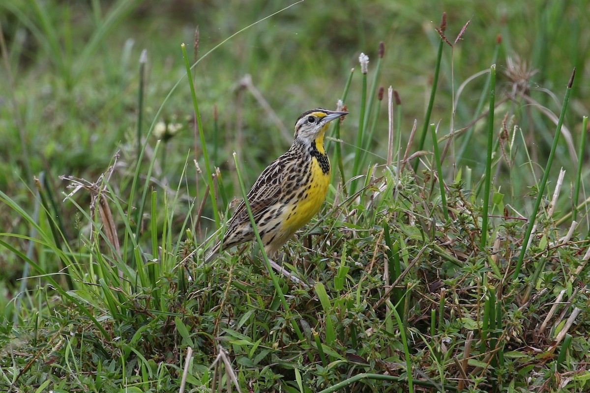 Eastern Meadowlark - ML321408231