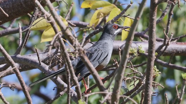 Western Red-legged Thrush (Rusty-bellied) - ML321409431