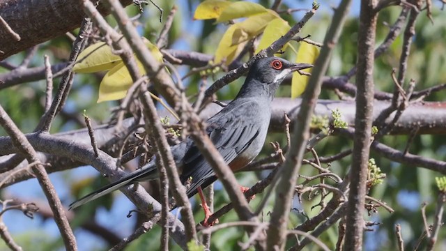 Red-legged Thrush (Cuban) - ML321409431