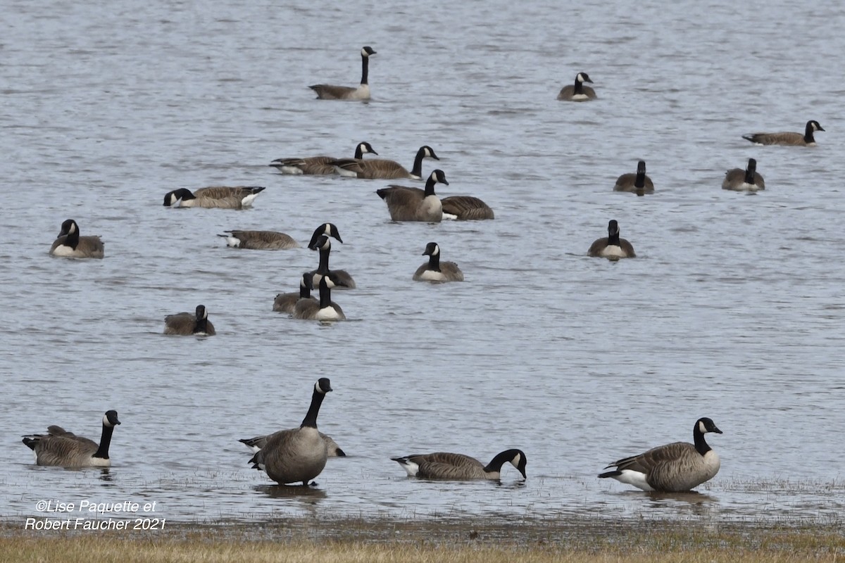 Canada Goose - ML321410781