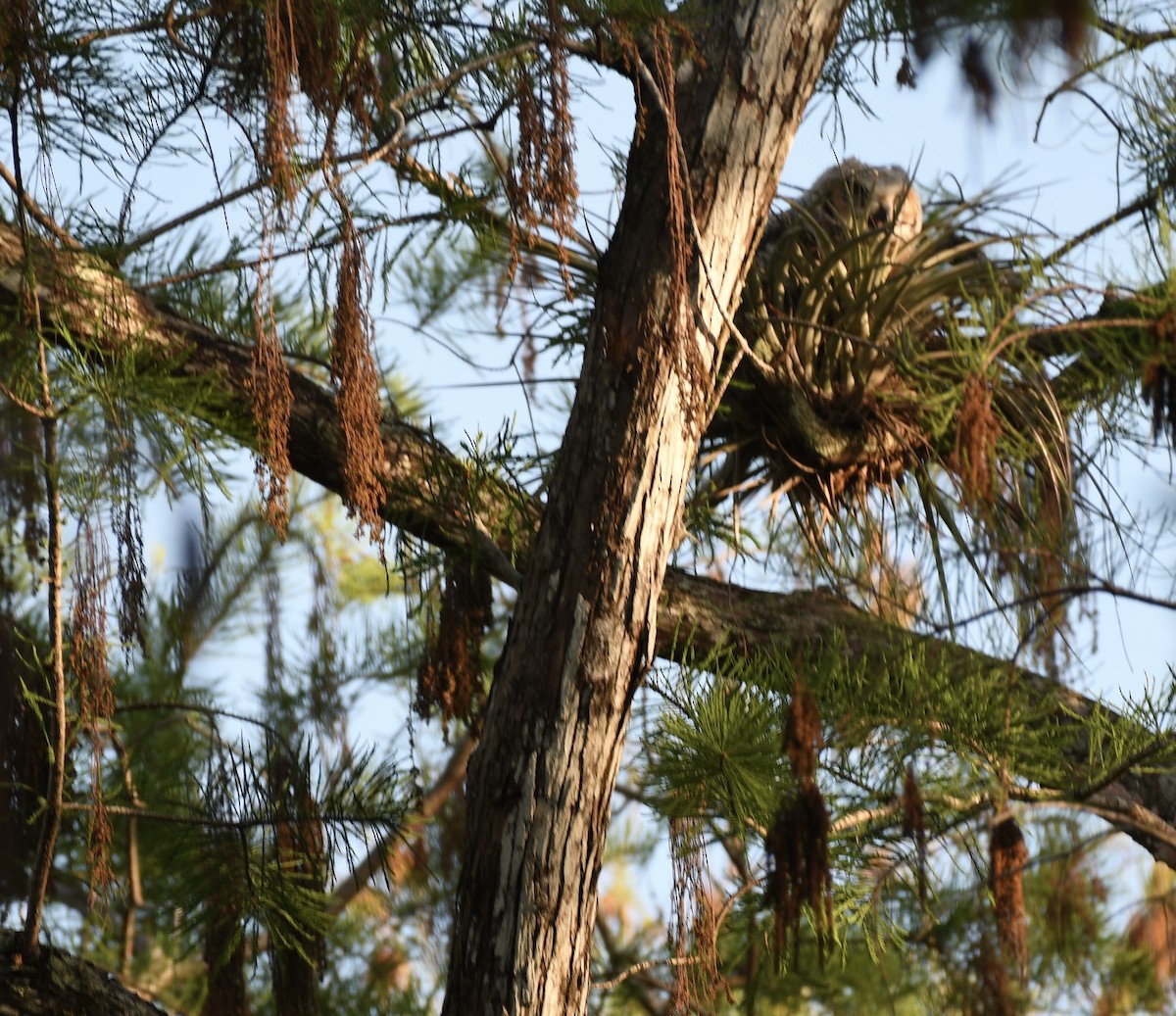 Great Horned Owl - ML321412441