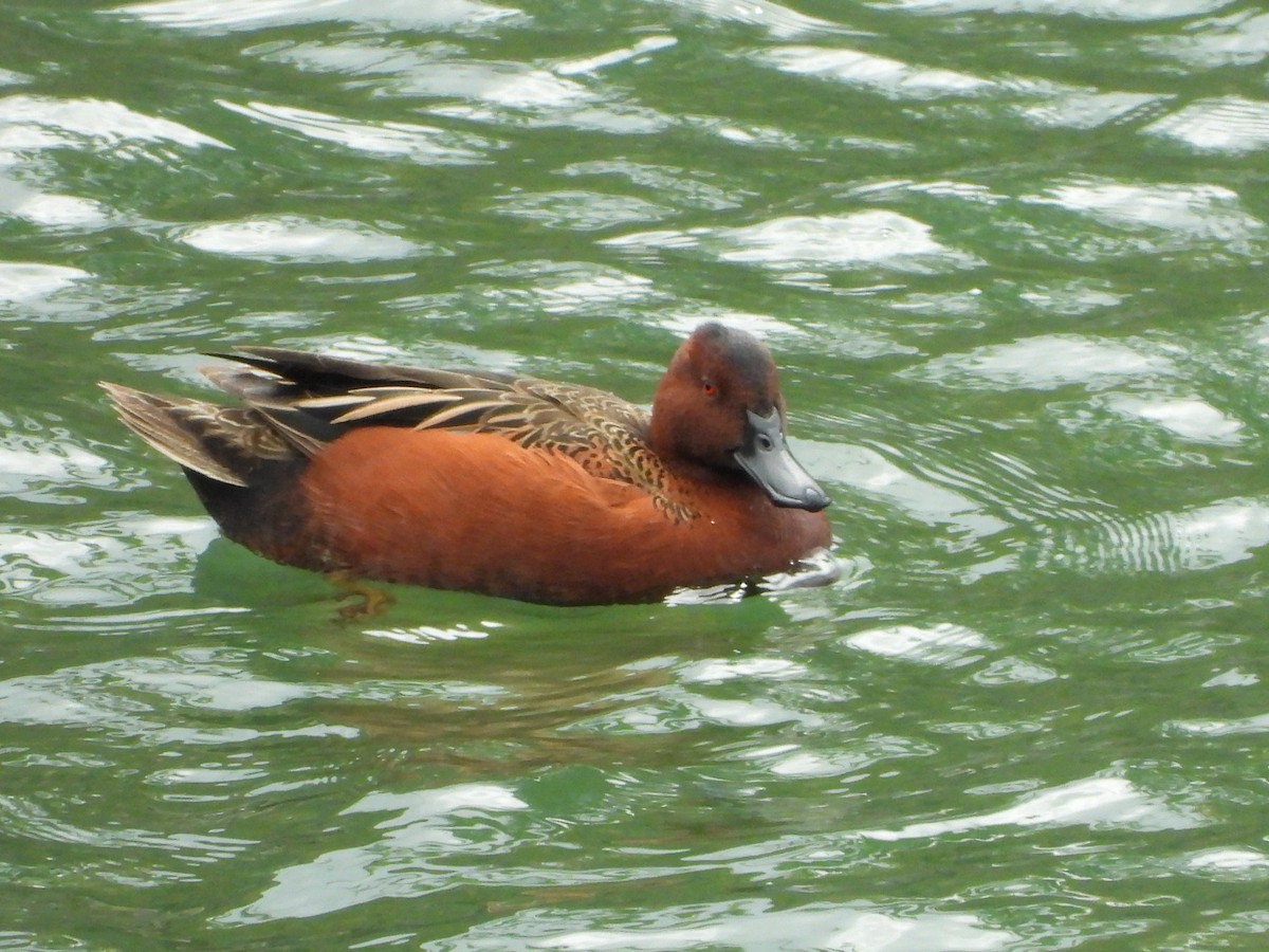 Cinnamon Teal - Jessy Lopez Herra