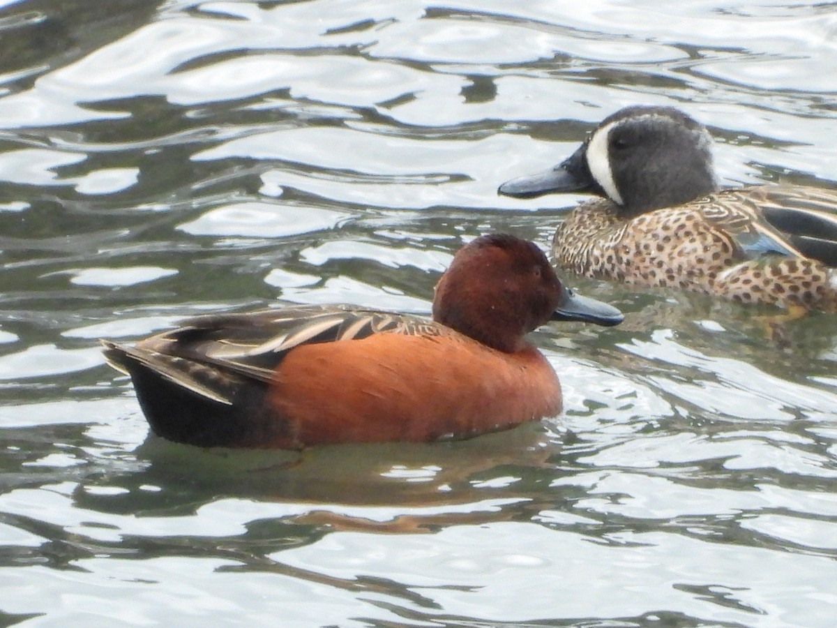 Cinnamon Teal - Jessy Lopez Herra