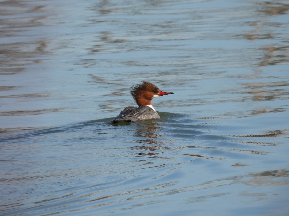 Common Merganser - ML321415651