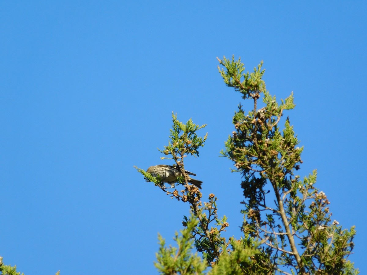 Pine Siskin - ML321417211