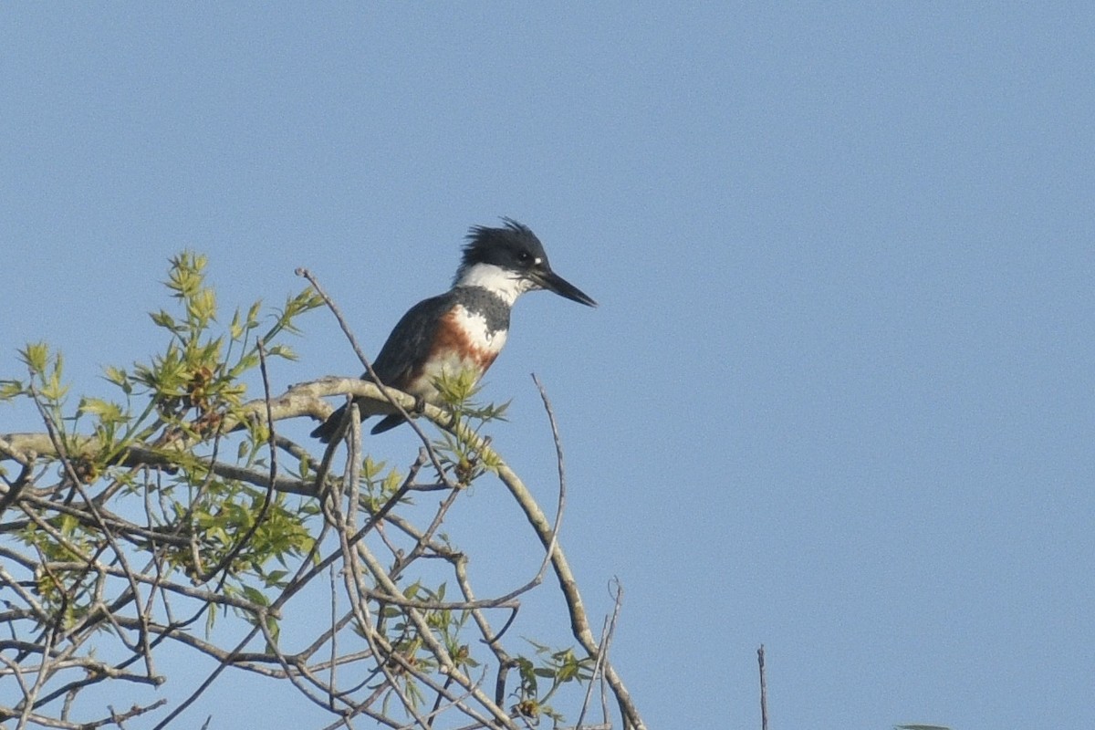 Belted Kingfisher - Alena Capek