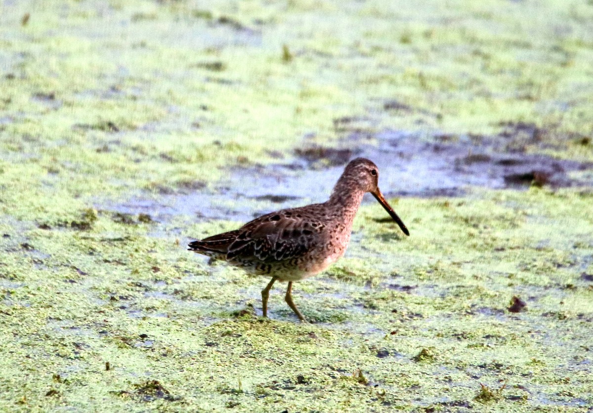 Long-billed Dowitcher - Louis Sharp