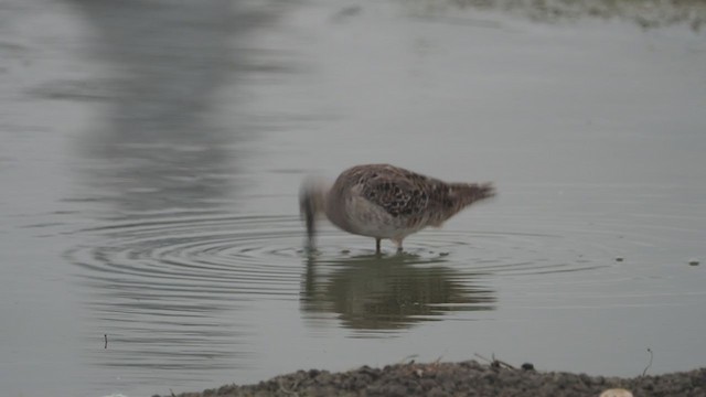 Long-billed Dowitcher - ML321418861